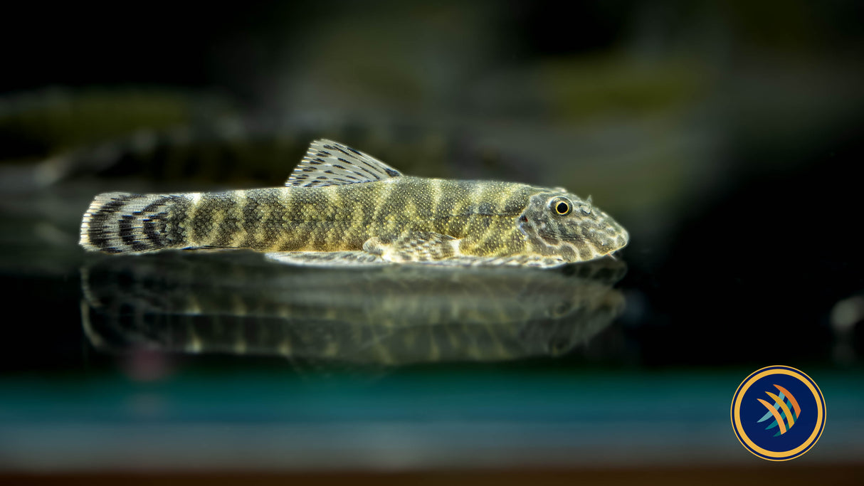 Neon Borneo Sucker (Gastromyzon lepidogaster)