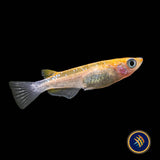 Nishiki Black & Yellow Medaka Rice Fish (Oryzias latipes)