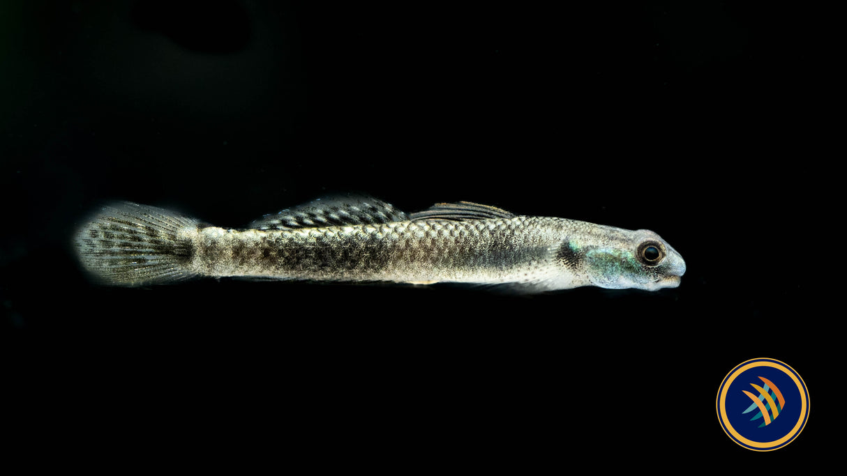 Palauan Riffle Dwarf Goby (Stiphodon pelewensis) 3-4cm