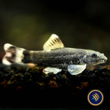 Panda Garra (Garra flavatra) | Other Livestock | Largest Tropical Fish Selection at Your Local Fish Store