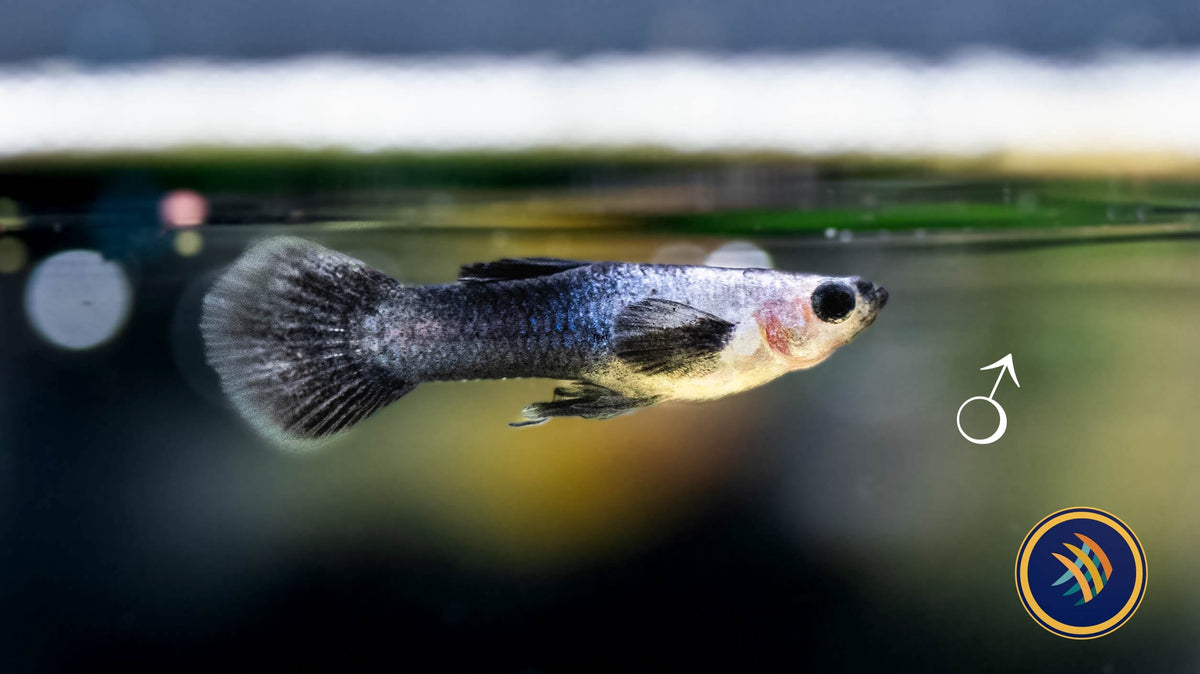 Panda (Mini) Guppy Pair | Livebearers | Largest Tropical Fish Selection at Your Local Fish Store