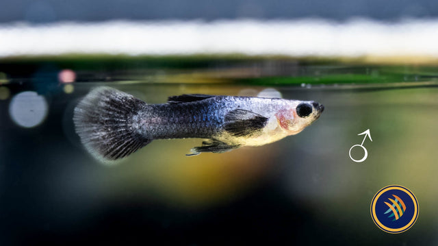 Panda (Mini) Guppy Pair | Livebearers | Largest Tropical Fish Selection at Your Local Fish Store