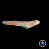 Papuan Red Goby (Lentipes cf. multiradiatus) | Other Livestock | Largest Tropical Fish Selection at Your Local Fish Store