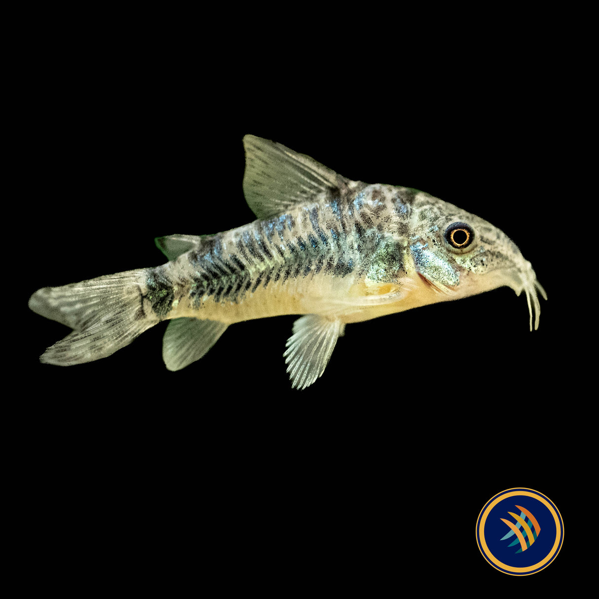 Peppered Cory (Corydoras paleatus) | Catfish Loaches & Plecos | Largest Tropical Fish Selection at Your Local Fish Store