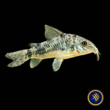 Peppered Cory (Corydoras paleatus) | Catfish Loaches & Plecos | Largest Tropical Fish Selection at Your Local Fish Store