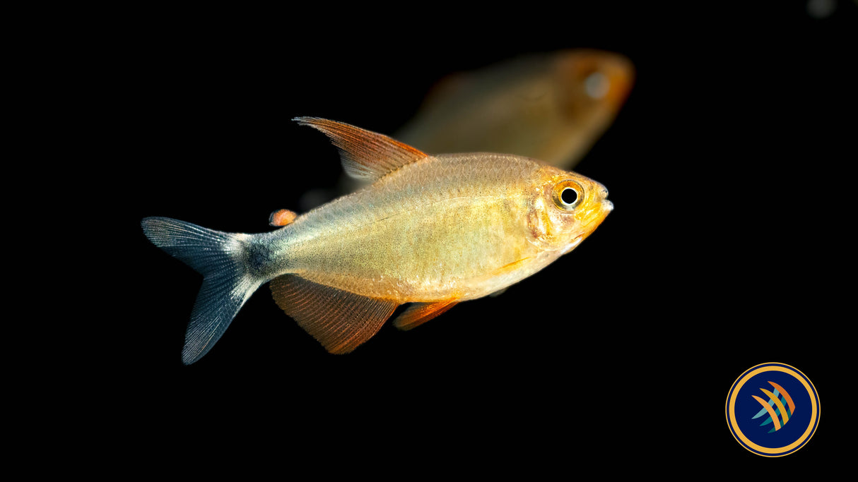 Peugeot Tetra (Hyphessobrycon peugeoti) Medium