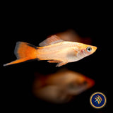 Pink Comet Swordtail (Xiphophorus helleri) 4.5cm | Livebearers | Largest Tropical Fish Selection at Your Local Fish Store