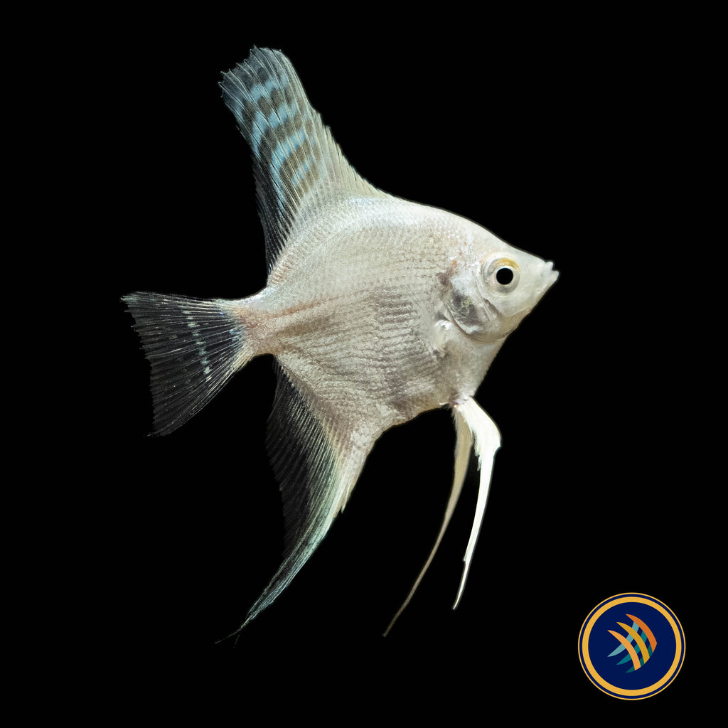 Feeding Frequency for Angelfish: Ultimate Guide to Healthy Growth