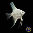Platinum Angelfish (Pterophyllum scalare) | Cichlids Badis & Gouramis | Largest Tropical Fish Selection at Your Local Fish Store