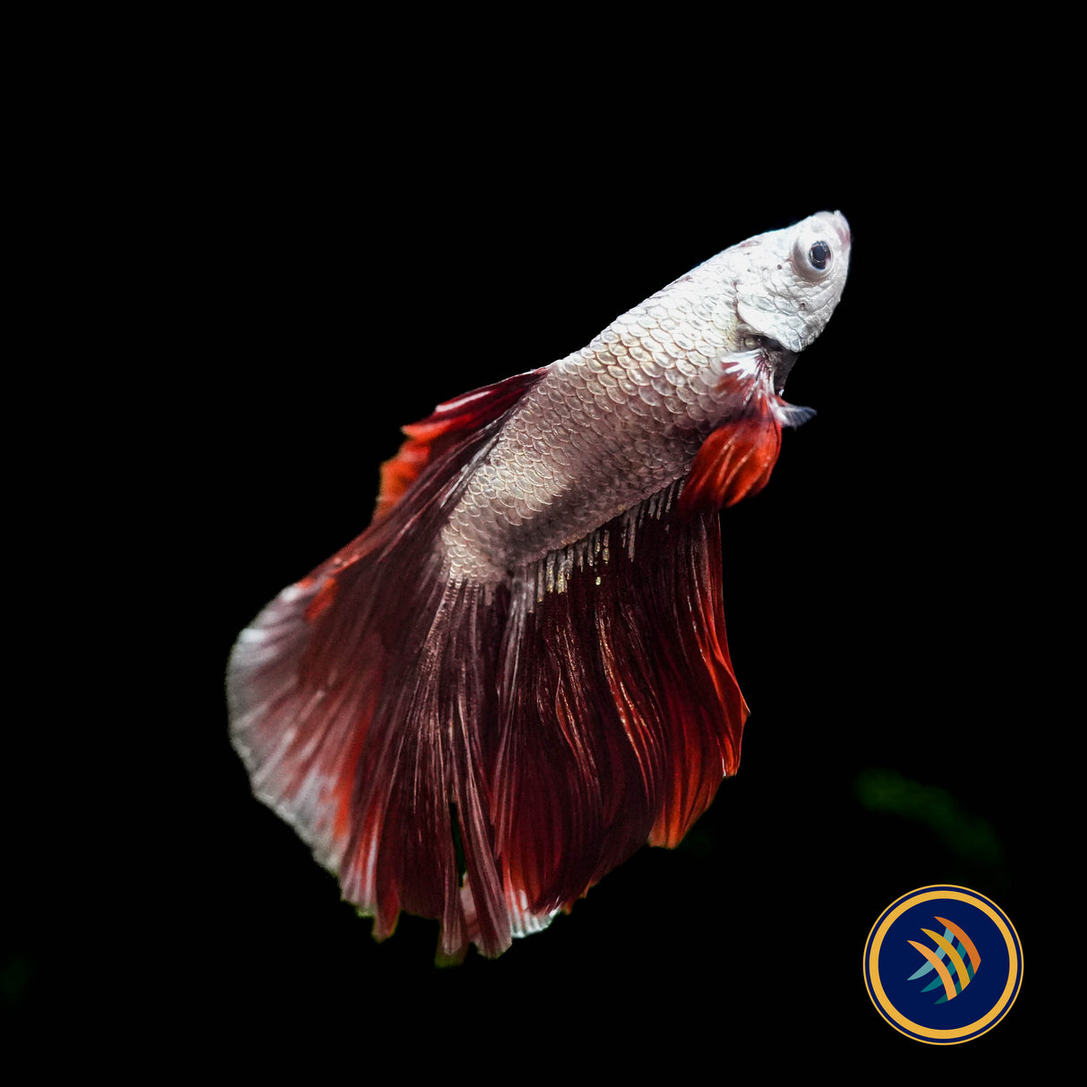 Premium Halfmoon Betta