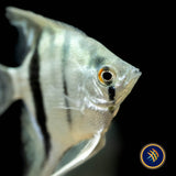 Premium Assorted Angelfish | Cichlids Badis & Gouramis | Largest Tropical Fish Selection at Your Local Fish Store