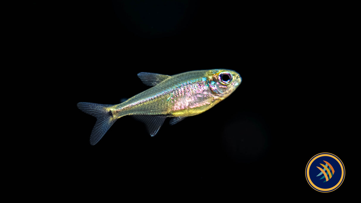 Purple Tetra  (Hyphessobrycon metae)