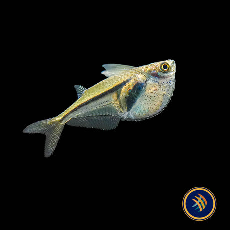 Pygmy Hatchetfish (Carnegiella myersi) 