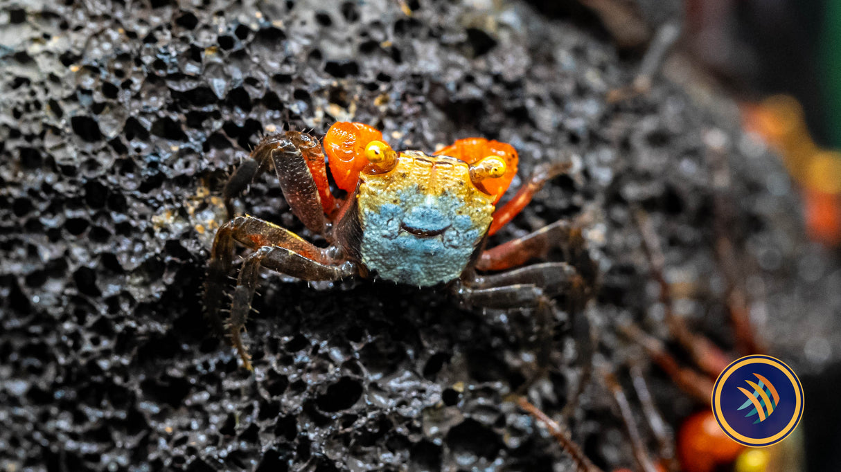 Rainbow Vampire Crab Snails Shrimp Crayfish Crabs Rainbow Vampire Crab