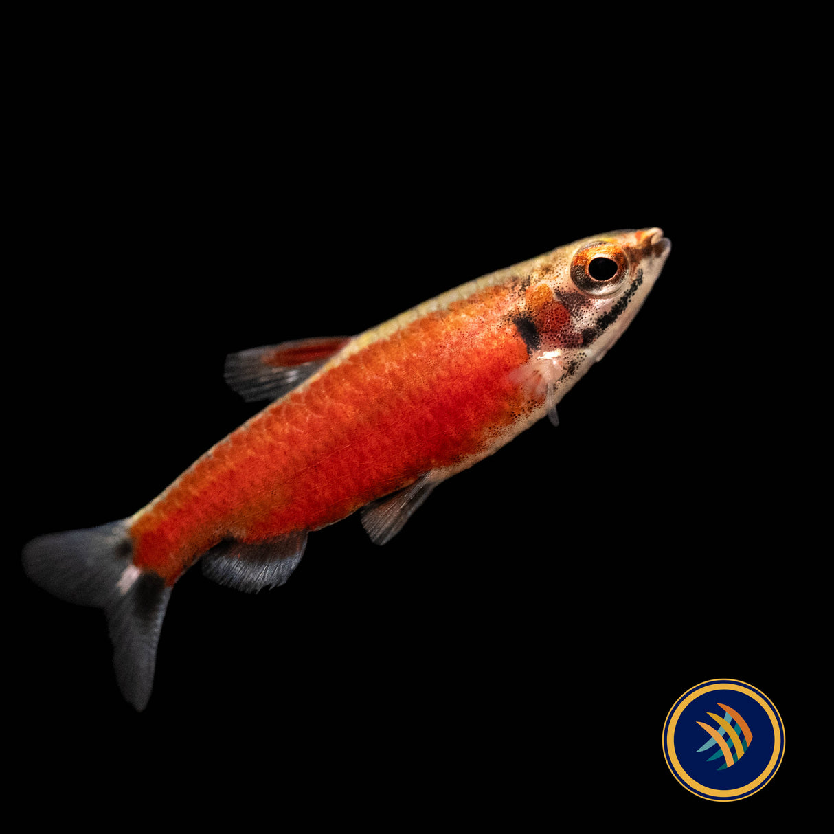 Really Red Pencilfish (Nannostomus sp. Rio Amaya) Medium - Aquarium Glaser | Tetras Rasboras & Pencilfish | Largest Tropical Fish Selection at Your Local Fish Store