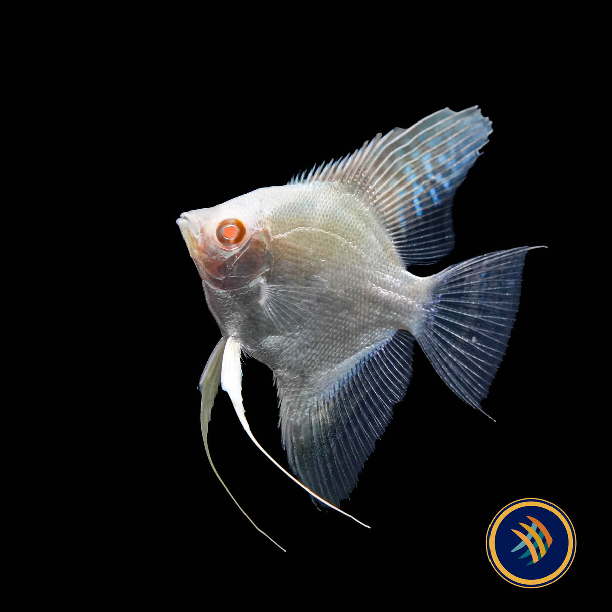 Red Eye Golden Angelfish (Pterophyllum scalare)