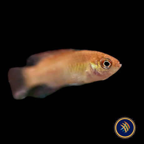 Red Melon Dario (Dario hysginon)