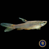 Red Spotted Splashing Tetra (Pyrrhulina obermulleri)