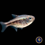 Red Moenkhausia / Rubra Tetra (Moenkhausia rubra)