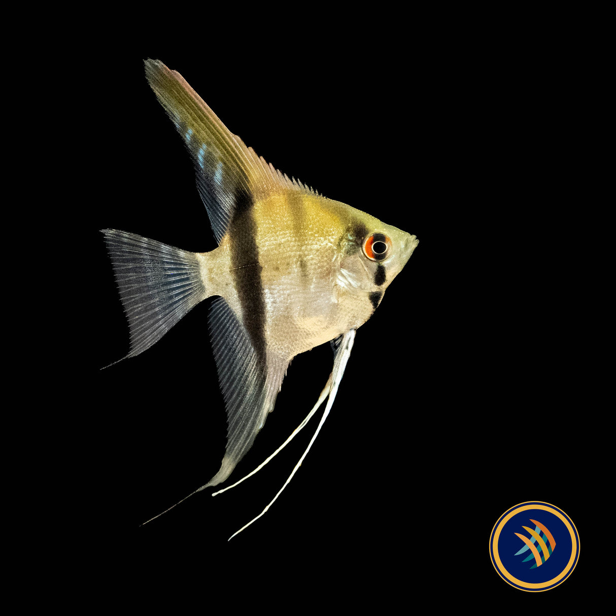 Red Neck Tucano Angelfish (Pterophyllum scalare) 4-5cm | Cichlids Badis & Gouramis | Largest Tropical Fish Selection at Your Local Fish Store