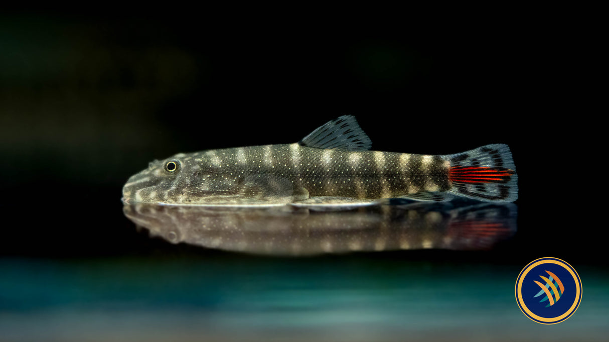 Borneo Sucker Redtail Hillstream Loach (gastromyzon borneenis) Catfish Loaches & Plecos 