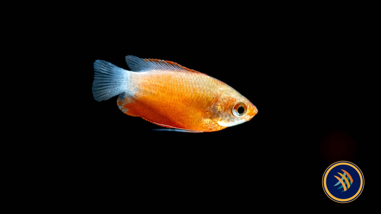 Red Thick Lipped Gourami 4cm Cichlids Badis & Gouramis 