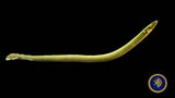 Rope Fish (Erpetoichthys calabaricus) 20cm