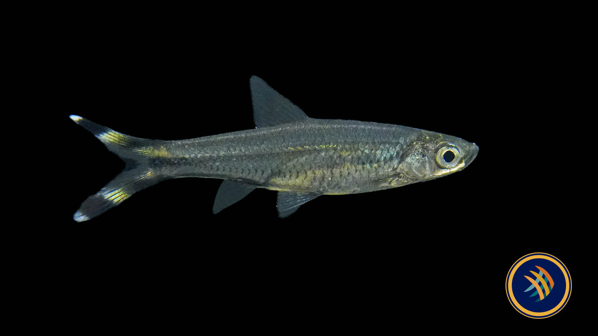 Scissortail Rasbora (Rasbora trilineata) 2.5-3cm
