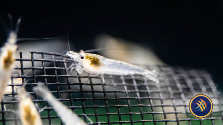 Snowball Shrimp Neocaridina davidi var. “Snowball Snails Shrimp Crayfish Crabs Snowball Shrimp Neocaridina davidi var. “Snowball