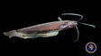 Sumatra Leaf Catfish (Silurichthys indragiriensis)