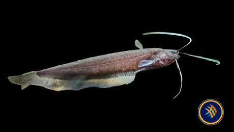 Sumatra Leaf Catfish (Silurichthys indragiriensis)