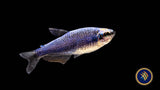 Super Blue Kerri Tetra (Inpaichthys kerri) Medium /Large (Aquarium Glaser) Tetras Rasboras & Pencilfish Super Blue Kerri Tetra (Inpaichthys kerri) Medium /Large (Aquarium Glaser)