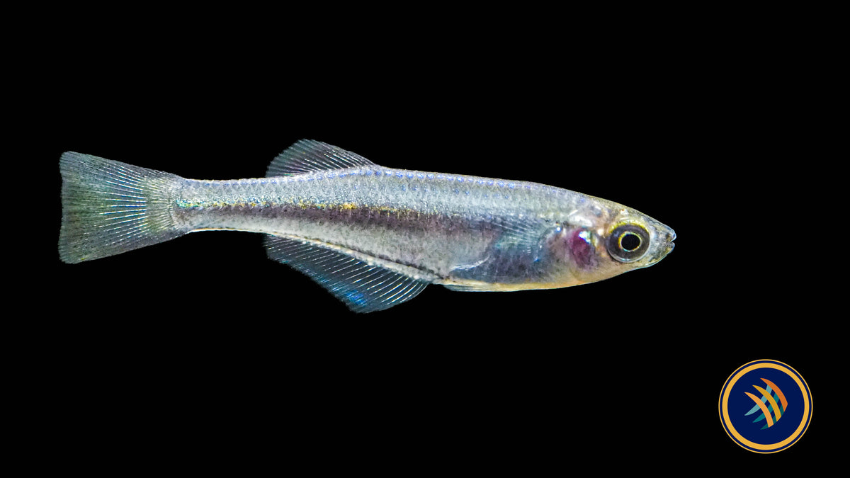 Tanganyika Killifish (Lamprichthys tanganicanus)
