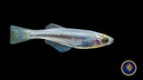 Tanganyika Killifish (Lamprichthys tanganicanus)