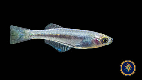 Tanganyika Killifish (Lamprichthys tanganicanus)