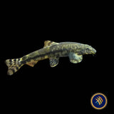 Tasseled‑mouth River Loach (Crossostoma lacustre)