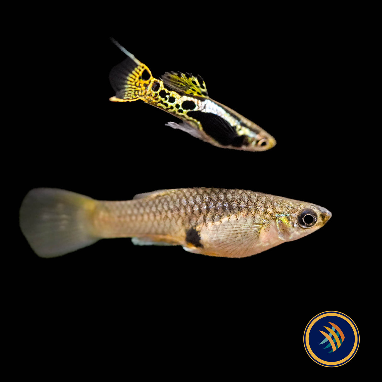 Tiger Endler Pairs (Poecilia wingei)