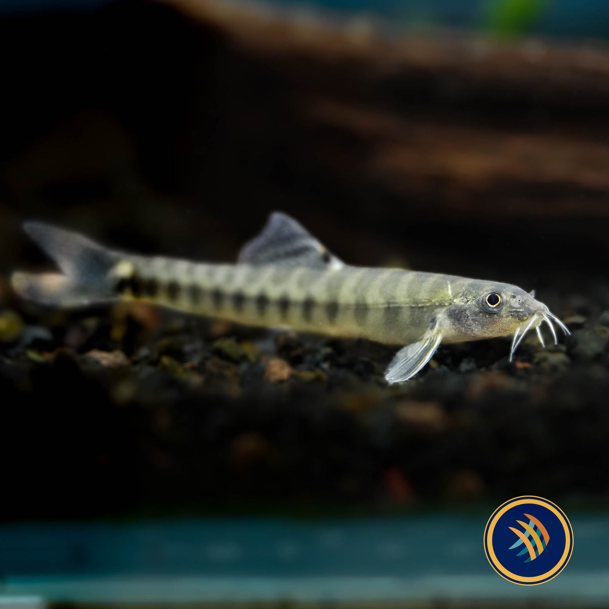 Tiger Stone Loach (Sundoreonectes obesus) 3-5cm