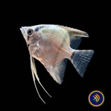 Turkish Green Angelfish (Pterophyllum scalare)  2-3cm | Cichlids Badis & Gouramis | Largest Tropical Fish Selection at Your Local Fish Store