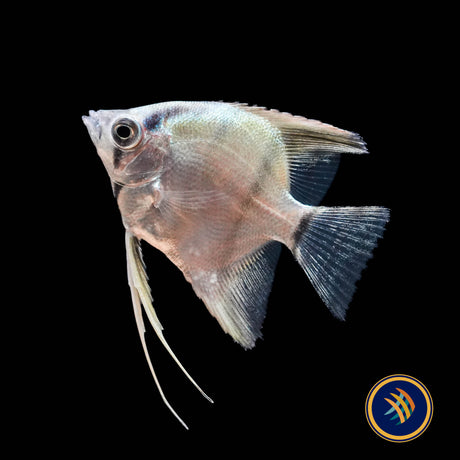 Turkish Green Angelfish (Pterophyllum scalare)  