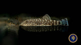 Borneo Sucker Turquoise Hillstream Loach (gastromyzon borneenis) Catfish Loaches & Plecos 