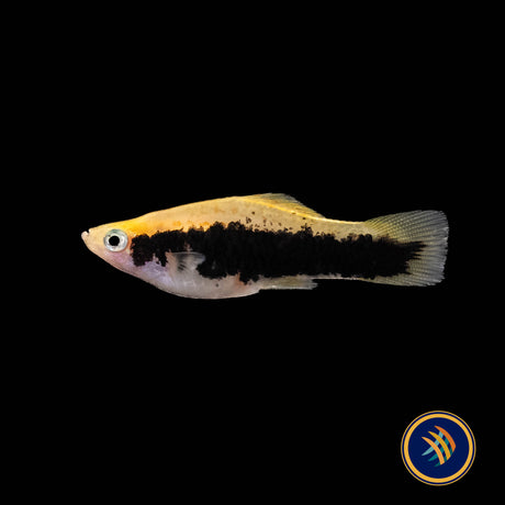 Tuxedo Gold Swordtail (Xiphophorus hellerii) 4cm+