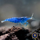 Ultra Blue Shrimp (Neocaridina davidi)