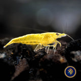 Ultra Gold Shrimp (Neocaridina davidi)