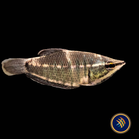 Vaillant's Chocolate Gourami (Samurai) (Sphaerichthys vaillanti) 3-4cm | Cichlids Badis & Gouramis | Largest Tropical Fish Selection at Your Local Fish Store