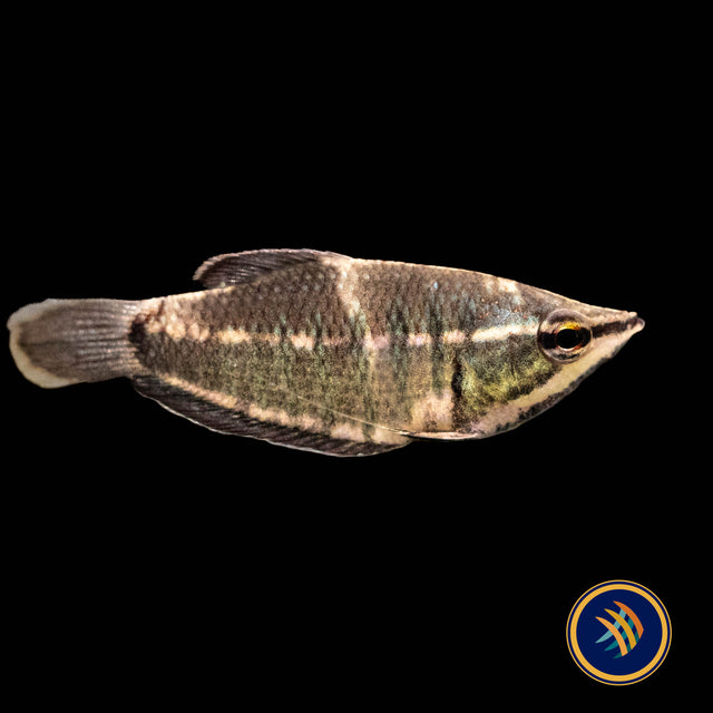 Vaillant's Chocolate Gourami (Samurai) (Sphaerichthys vaillanti) 3-4cm | Cichlids Badis & Gouramis | Largest Tropical Fish Selection at Your Local Fish Store