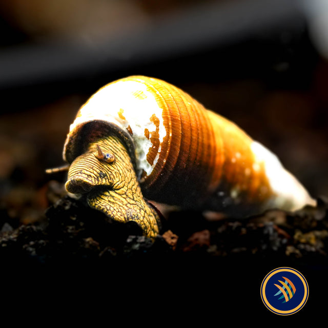 Yellow Rabbit Snail (Tylomelania)