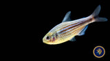 Zig Zag Tetra (Hyphessobrycon hexastichos)