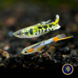 Endler Male Assorted  (Poecilia wingei) | Livebearers | Largest Tropical Fish Selection at Your Local Fish Store