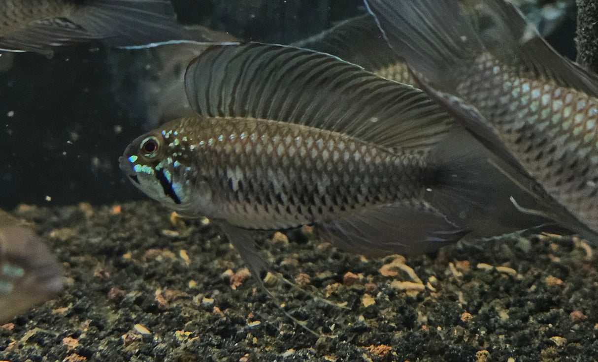 Apistogramma Elizabethae